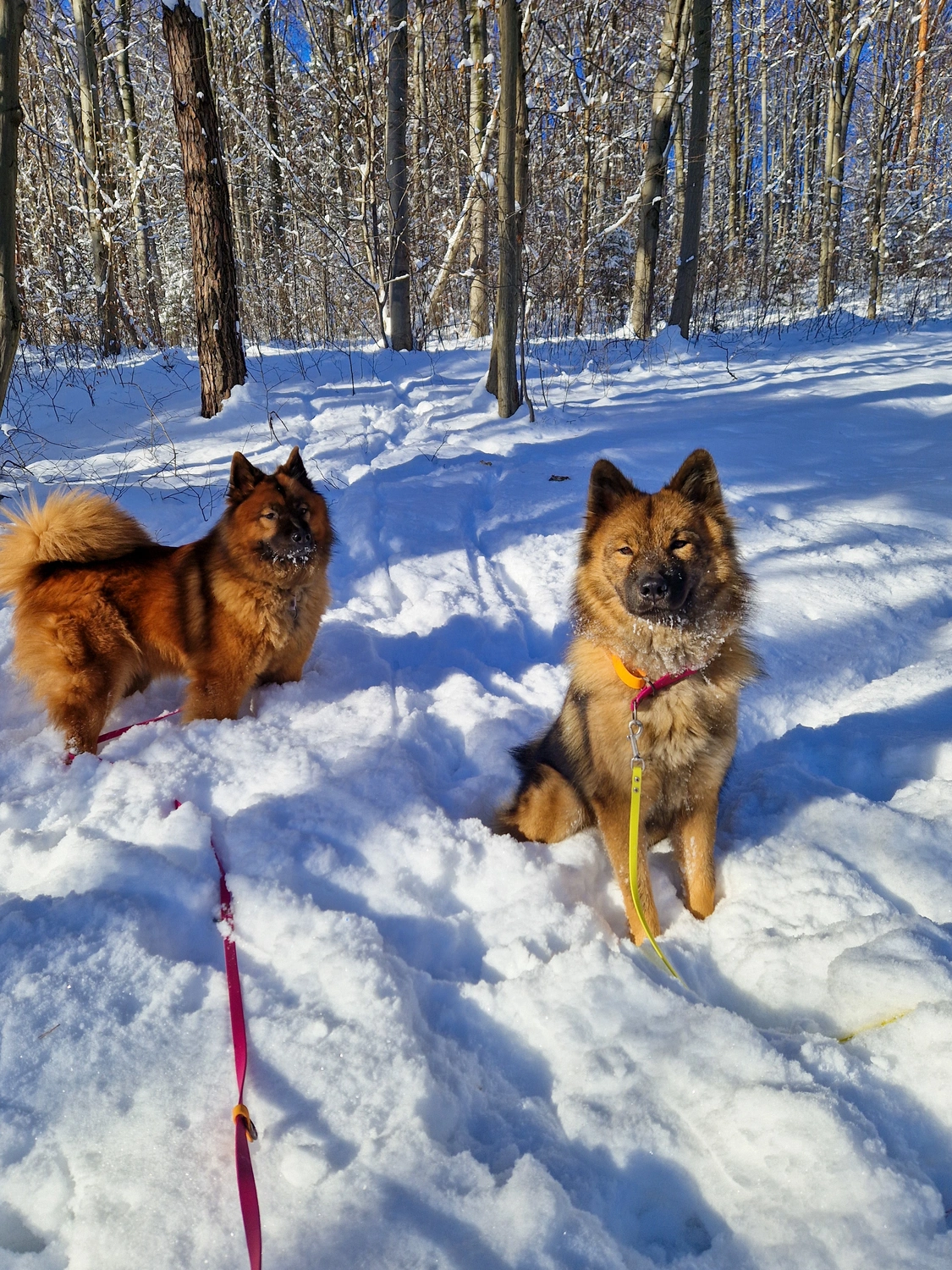 Pies rasy eurasier na smyczy, spacerujący po polanie z zimowym krajobrazem w tle.